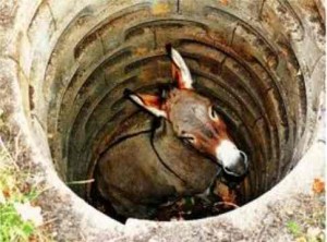 Picture of donkey in the well