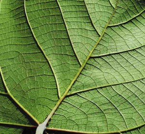 Picture of leaf depicting life and renewal