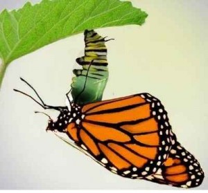 butterfly emerging from a caterpillar