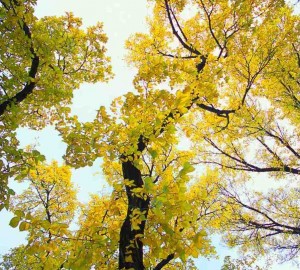 Autumn Tree Shedding Leaves