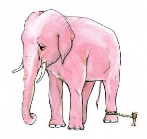 Elephant And Rope
