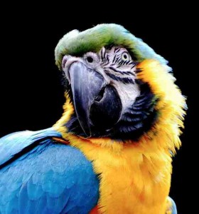 Rude Parrot