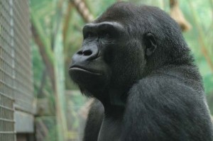 Gorilla In The Zoo