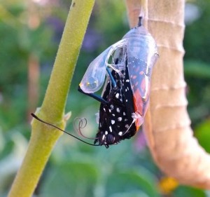 Butterfly Cocoon